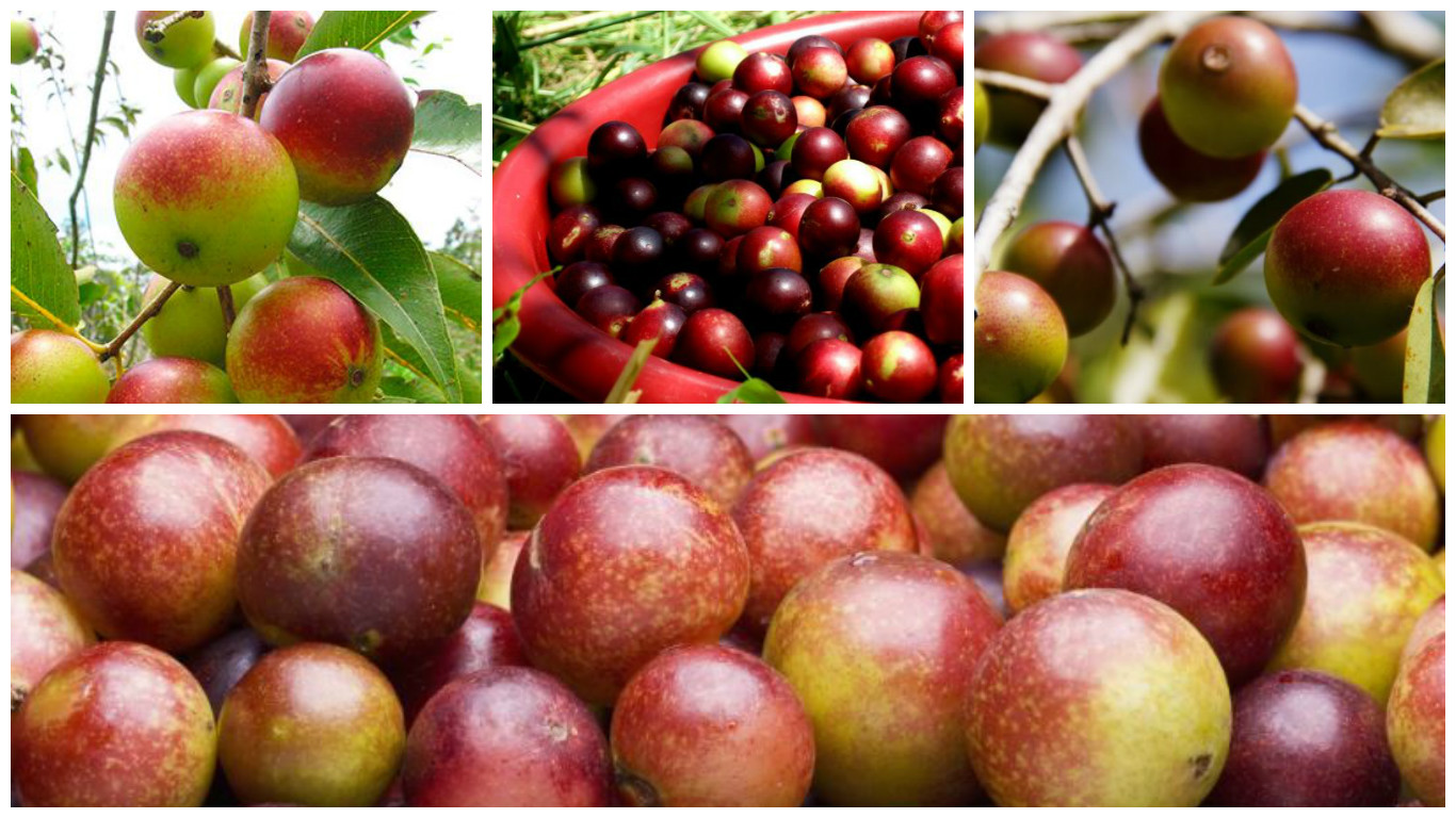 camu camu fruta